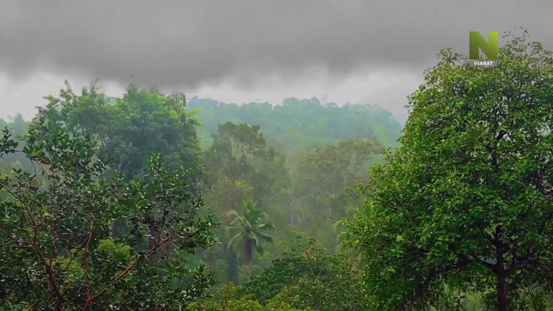 BG VIASAT NATURE HISTORY HD - BULGARIA