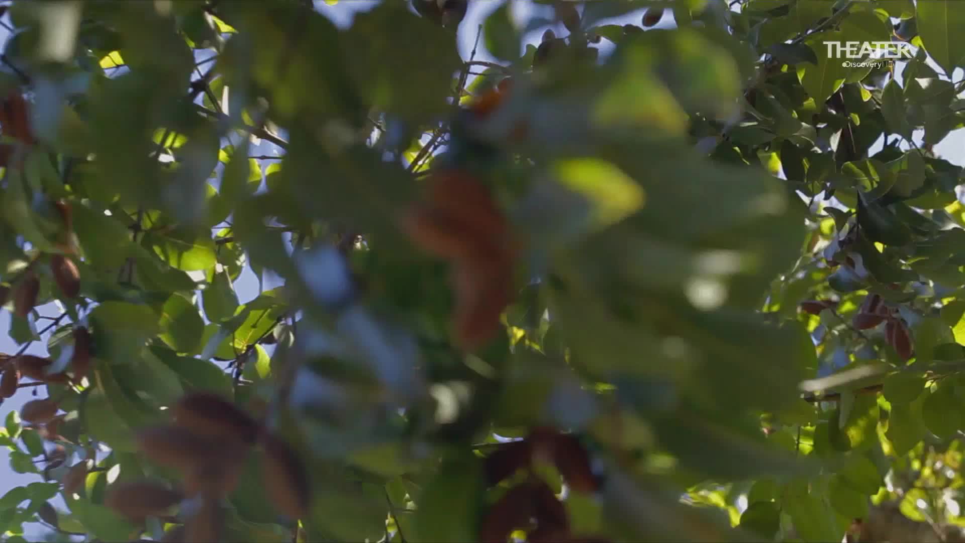 VIP LAT DISCOVERY THEATER - LATINO