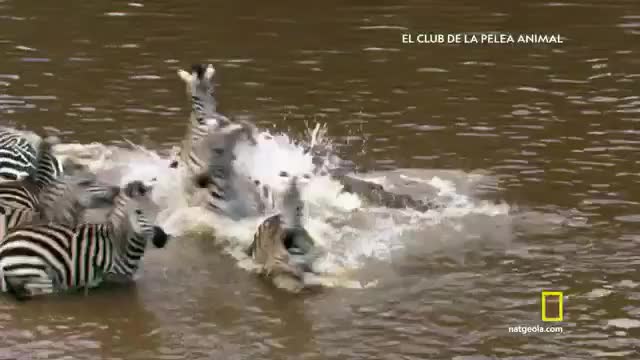 VIP LAT NATIONAL GEOGRAPHIC - LATINO