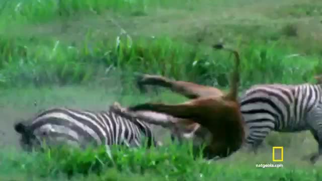 LATIN NAT GEO MEX - LATINO