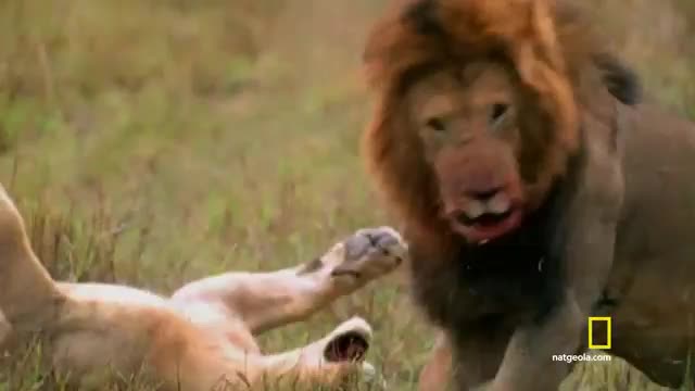 LATIN NAT GEO MEX HD - LATINO