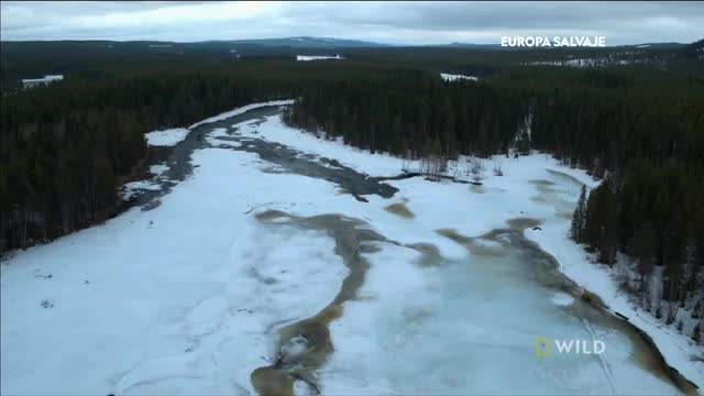 LATIN NATGEO WILD FHD - LATINO