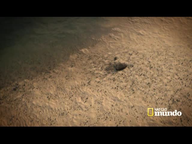 LATIN NATIONAL GEOGRAPHIC MUNDO HD - LATINO