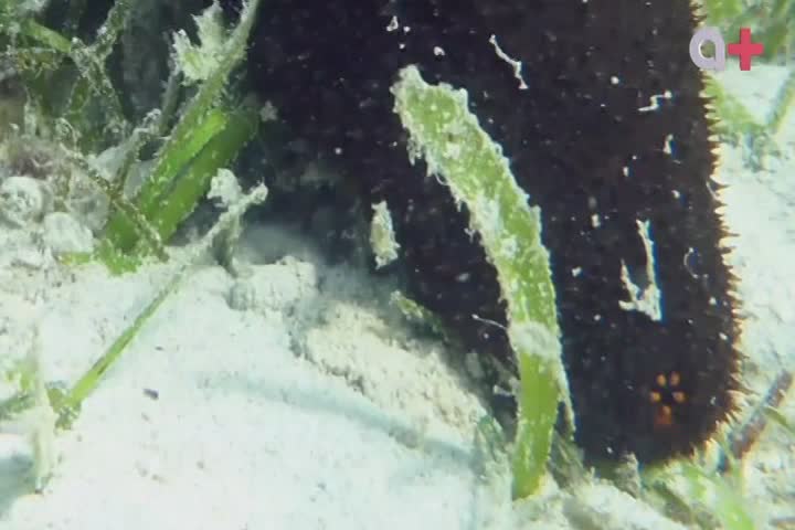 MEXICO A PLUS - LATINO