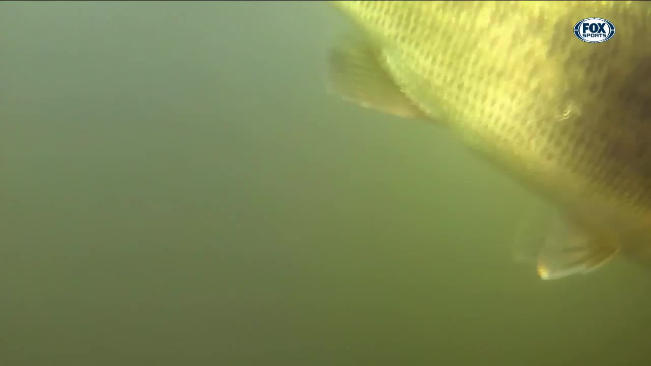 SPORTS US FOX SPORTS SOUTH HD - SPORTS