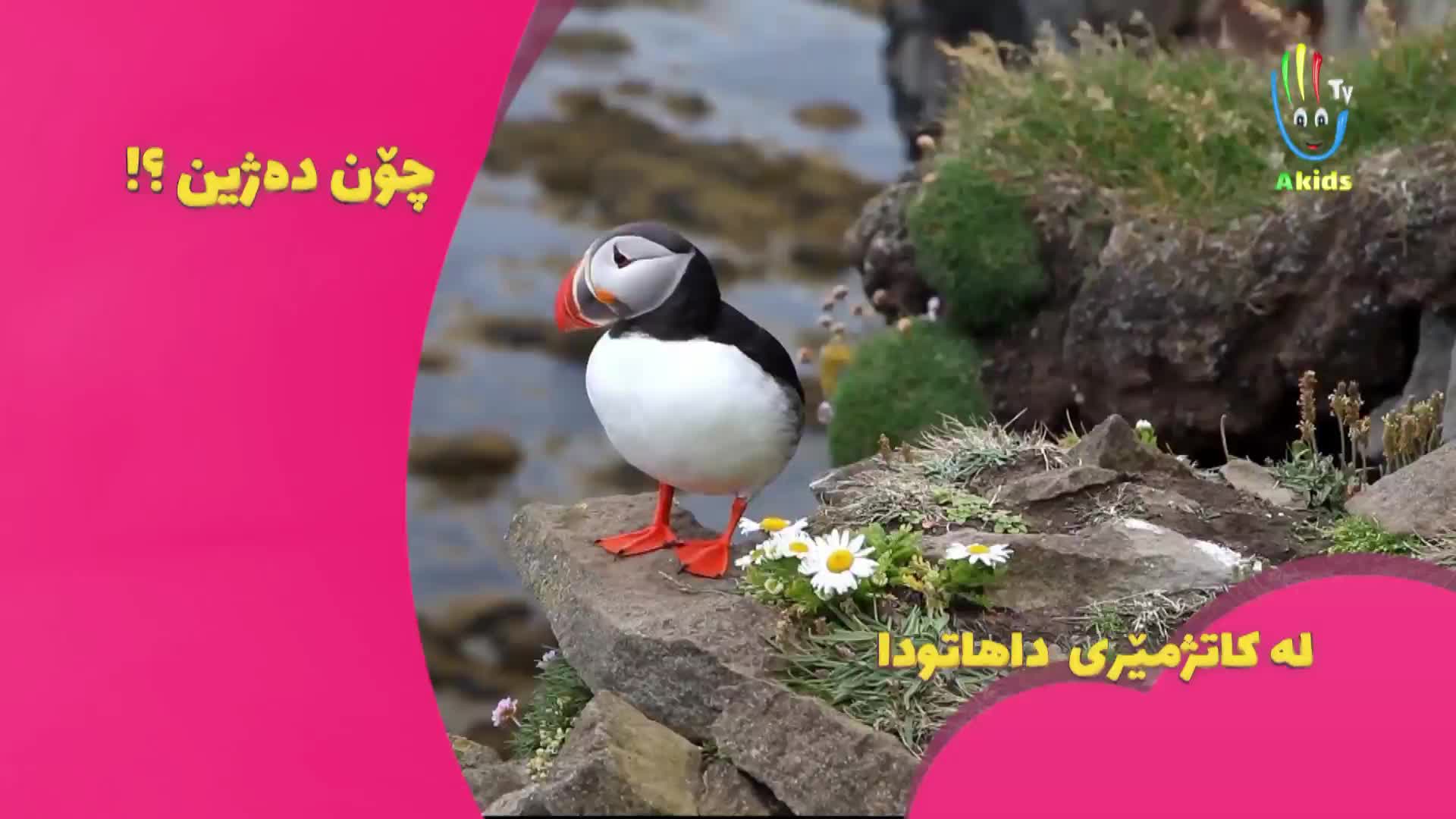 VIP KRD AFARIN (HD - KURDISTAN