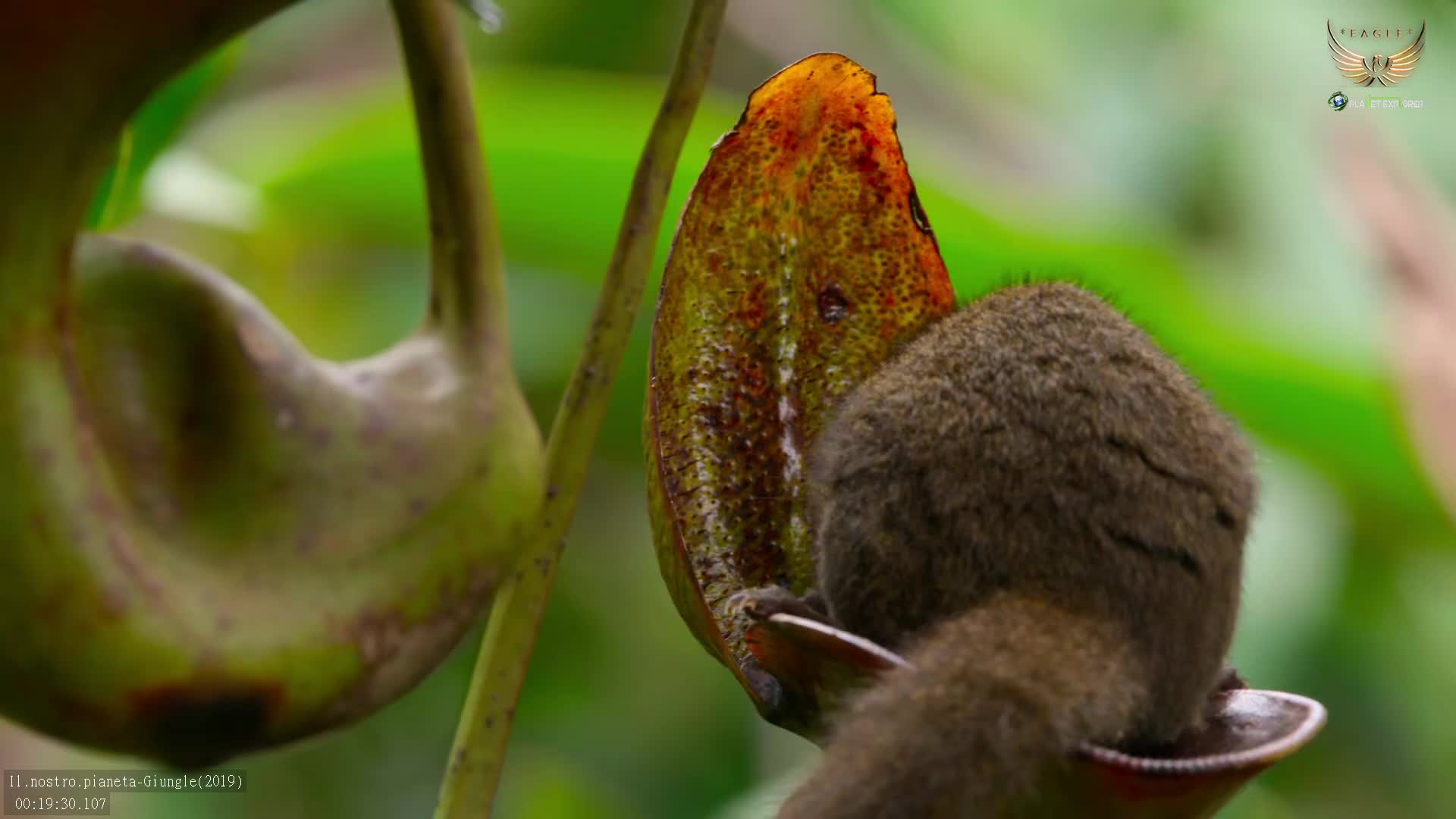 VIP IT EAGLE NATURE EXPLORER FHD - ITALY MALTA