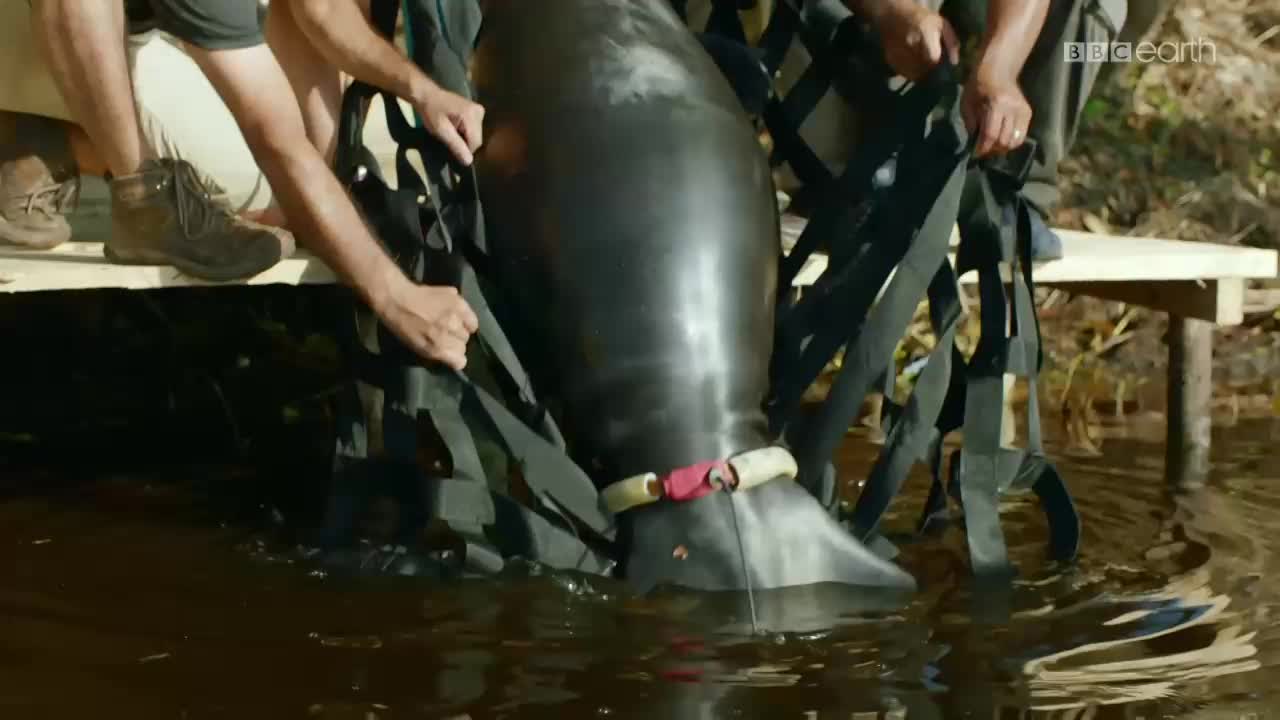 SE BBC EARTH HD - SWEDEN