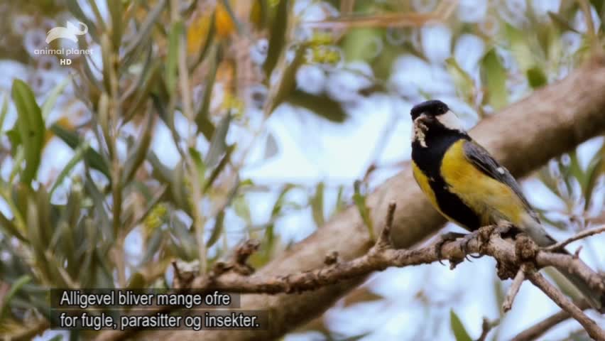 MK ANIMAL PLANET - MACEDONIA