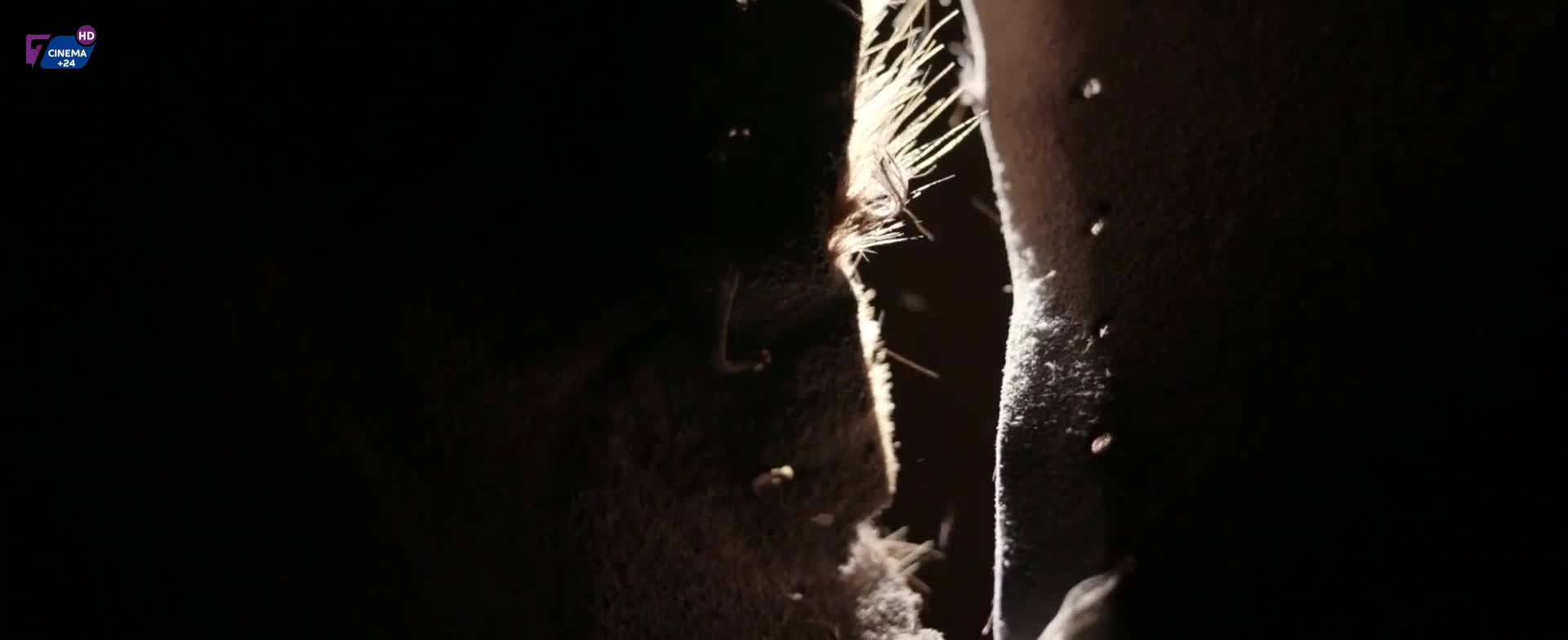 NL PITO CINEMA 24 - NETHERLANDS