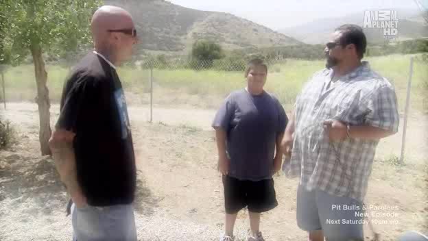 24/7 PITBULL AND PAROLES - 24/7 CHANNELS