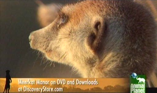 24/7 MEERCAT MANOR - 24/7 CHANNELS