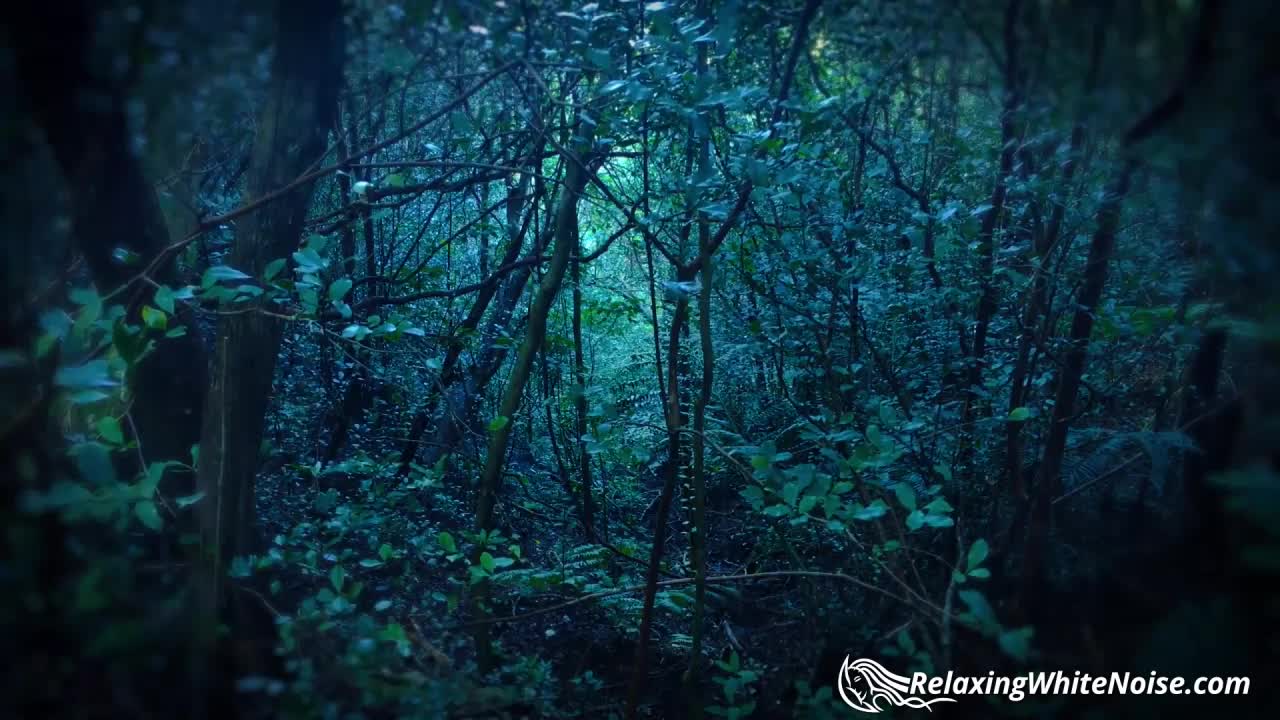 24/7 FOREST RAINSTORM COLLECTION - 24/7 CHANNELS