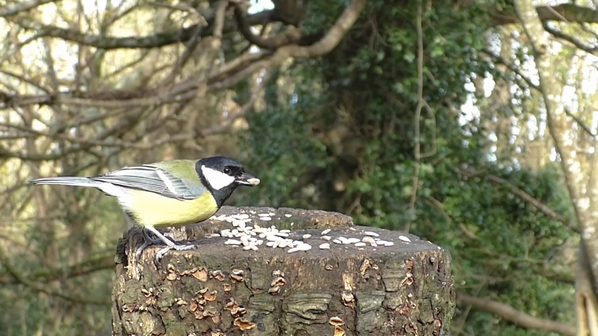 24/7 RELAXING BIRDS COLLECTION - 24/7 CHANNELS