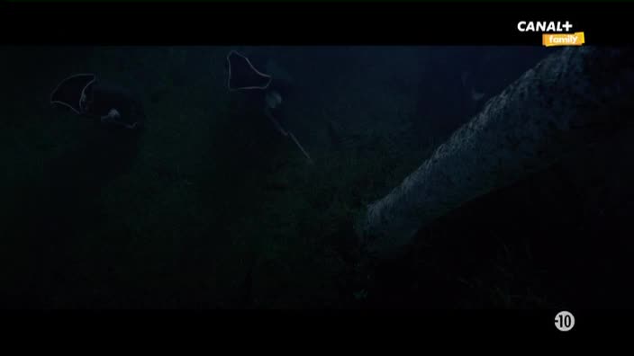 VIP AF CANAL  FAMILY - AFRICAN