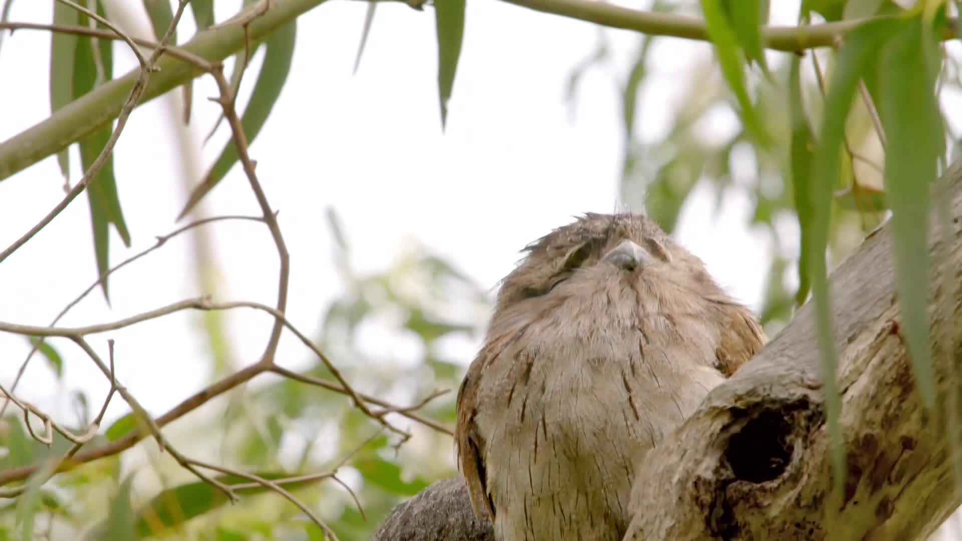 UK LOVE NATURE HD - UNITED KINGDOM