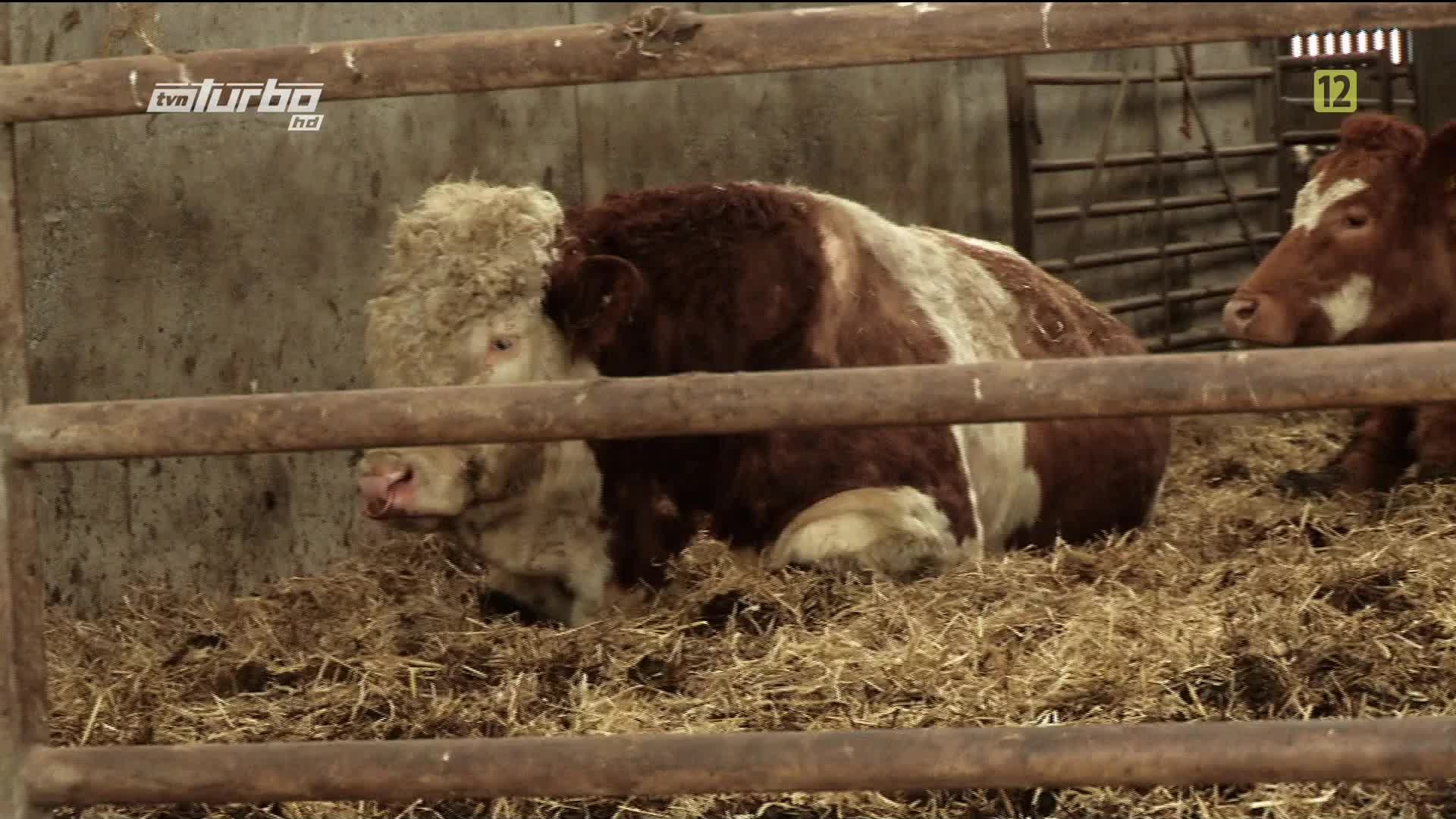 PL TVN TURBO HD 1080P - POLAND