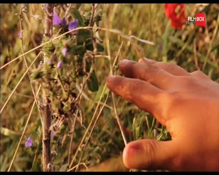 PL FILMBOX FAMILY - POLAND